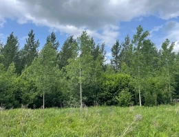 Vignette - Forestière - Forêt idéale pour la chasse