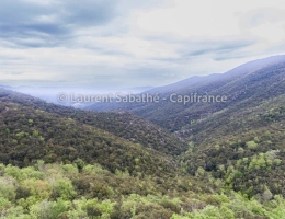 Vignette - Forestière - Dpt Pyrénées Orientales (66), à vendre GLORIANES - Terrain 240 hectares