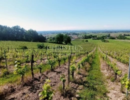 Vignette - Vineyard - High-quality terroir, organic farming, 8 ha of vines, 2 houses, winery