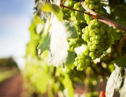 Vignette - Vineyard - AOC Sancerre (White)