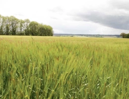 Vignette - Agricole - Domaine agricole groupé avec potentiel   Boischaut Sud - 64