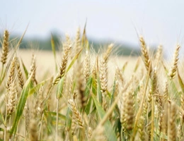Vignette - Agricole - Grande exploitation céréalière   140 ha dans le Boischaut Su