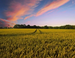 Vignette - Foncière - À vendre   Propriété agricole de 88 ha environ, en Champagne