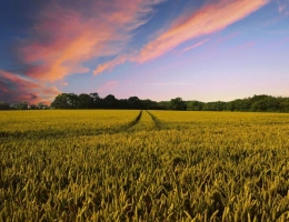 Vignette - Foncière - Propriété agricole de 88 ha à vendre pour investissement   C