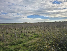 Vignette - Land - For sale   3.19 hectares of vineyard land in AOC Châteaumeil