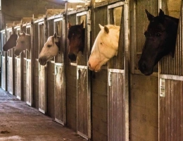 Vignette - Equestrian - 3 -hectare equestrian property in the heart of the Gers (32)