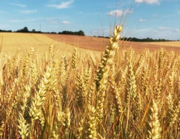 Vignette - Agricole - Exploitation céréalière d'un seul tenant  sur 186 hectares