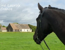 Vignette - Equestrian - Dpt SARTHE (72), for sale near LA FERTE BERNARD - P7 REAL ESTATE COMPLEX of 253 m² - Land of 6.78 Ha