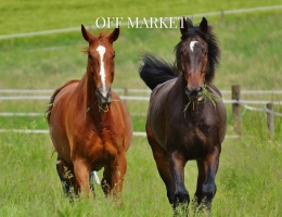 Vignette - Equestrian - Exceptional field in the heart of Lauragais (11)
