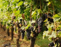 Vignette - Viticole - A vendre – Parcelle de vignes en AOP Bordeaux avec chai