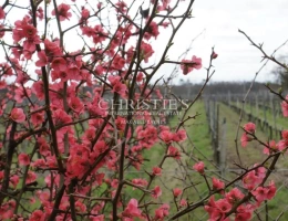 Vignette - Vineyard - A family estate in AOC Côtes de Bourg