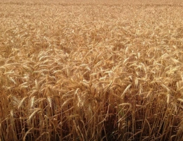 Vignette - Agricultural - En exclusivité au Sud du secteur LEVROUX