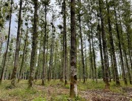 Vignette - Forest - Peupleraie de 7 ha arrivée à maturité dans les Vosges