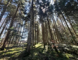 Vignette - Forest - Margeride : 52 ha, actifs forestiers diversifiés et productifs