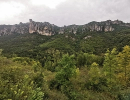 Vignette - Forestière - Terrain