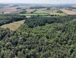 Vignette - Forest - BELLE FORÊT DE PRODUCTION DE RÉSINEUX