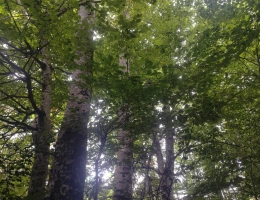 Vignette - Forestière - Forêt de feuillus sur les Monts de Lacaune