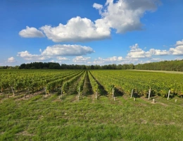 Vignette - Viticole - Propriété viticole AOC Valençay