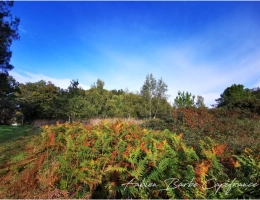 Vignette - Foncière - À vendre – Terrain de 20 000 m² avec bois, prairie et arbres fruitiers GUER (56)