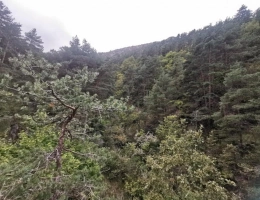 Vignette - Forestière - Terrain