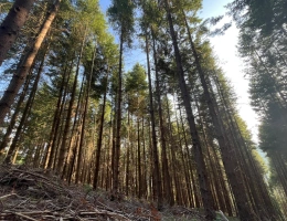 Vignette - Forestière - Massif forestier de 42 ha à proximité de l’A75 – Douglas et Pin noir adultes