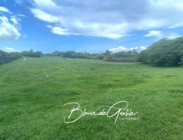 Vignette - Land - Terrain agricole  à vendre  LE MOULE (971)