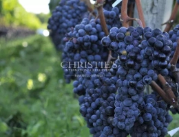 Vignette - Vineyard - Vineyard estate Saint-Emilion satellite of approx. 17 ha