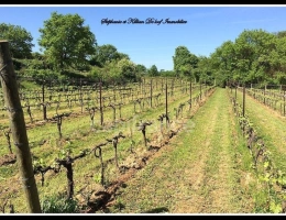 Vignette - Agricole - Terrain à vendre  ALIGNAN DU VENT (34)