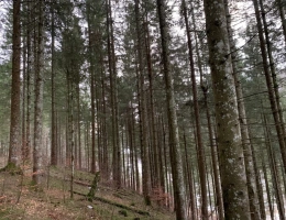 Vignette - Forest - Parcelles de bois en Corrèze