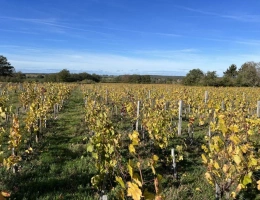 Vignette - Viticole - Parcelle AOC, plantée en vigne de production