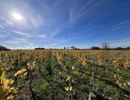 Vignette - Viticole - Parcelle de vignes en production en AOC