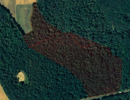 Vignette - Forestière - Massif forestier de 15 hectares
