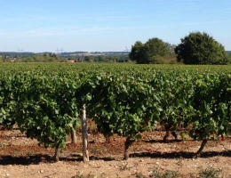 Vignette - Viticole - Vignes en production AOC Chateaumeillant