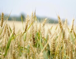 Vignette - Foncière - Propriété agricole de 66ha en Champagne Berrichonne - Pour i
