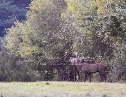 Vignette - Forestière - Domaine de Chasse et d'Agrément de 215 hectares en Sologne