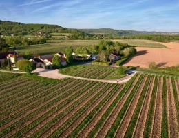 Vignette - Viticole - Propriété viticole