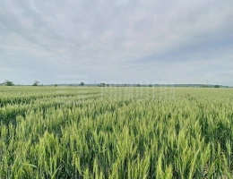 Vignette - Foncière - Terrain agricole