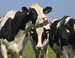 Vignette - Agricole - NORMANDIE – MANCHE – EXPLOITATION LAITIERE SPECIALISEE D’ENVIRON 170 HECTARES ET 1.500.000 LITRES.