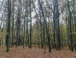 Vignette - Forestière - FORÊT MIXTE DANS UN ENVIRONNEMENT PRIVILÉGIÉ