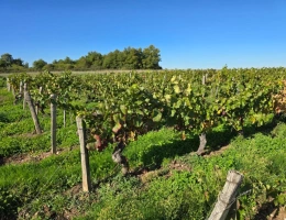 Vignette - Viticole - Parcelle de vigne AOC Châteaumeillant à vendre   8 490 m2 de