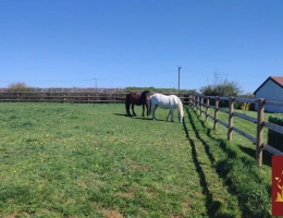 Vignette - Equestrian - Propriété équestre 54 hectares!