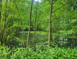 Vignette - Land - Land with pond and woods for sale GLENAY (79) 4985 m²