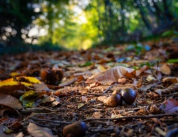 Vignette - Forestière - Terrain à vendre de 10 077,00 m² IDRON (64)