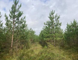 Vignette - Forestière - VENDS FORET FEUILLUE & RESINEUSE DE 22HA ENVIRON - NORD-OUEST DORDOGNE - RIBERAC