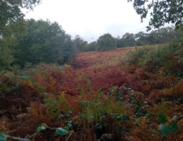 Vignette - Foncière - Terrain à vendre de 1,87 Ha GLOMEL (22)
