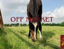 Vignette - Équestre - Domaine équestre + de 30 hectares