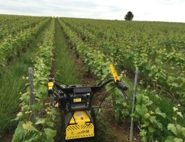 Vignette - Viticole - Vignes