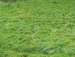 Vignette - Foncière - Dpt Vosges (88), à vendre MIRECOURT terrain avec ancienne maisonnette à renover et garage