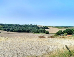 Vignette - Foncière - Terrain agricole