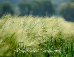 Vignette - Foncière - Terrain à vendre de 10 000,00 m² CLAIRA (66) Terrain Agricole ou de loisir entre Bompas et Claira